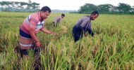 বিশ্বনাথে কৃষকের ধান কেটে দিলেন কৃষকদল নেতা