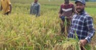 বিশ্বনাথে অসহায় কৃষকের ধান কেটে দিলেন জেলা ছাত্রদল নেতা