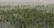 বিশ্বনাথে টানা বর্ষণে তলিয়ে গেছে বোরো ধান