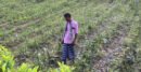 বিশ্বনাথে রাতের আঁধারে কৃষকের সবজি বাগান কেটে দিল দুর্বৃত্তরা