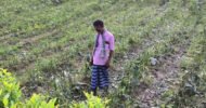 বিশ্বনাথে রাতের আঁধারে কৃষকের সবজি বাগান কেটে দিল দুর্বৃত্তরা