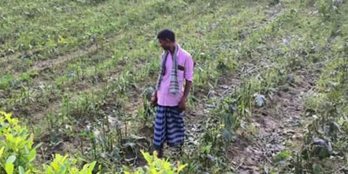 বিশ্বনাথে রাতের আঁধারে কৃষকের সবজি বাগান কেটে দিল দুর্বৃত্তরা
